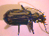  ( - BC ZSM COL 02390)  @12 [ ] CreativeCommons - Attribution Non-Commercial Share-Alike (2010) Zoologische Staatssammlung Muenchen SNSB, Zoologische Staatssammlung Muenchen