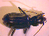  ( - BC ZSM COL 02391)  @12 [ ] CreativeCommons - Attribution Non-Commercial Share-Alike (2010) Zoologische Staatssammlung Muenchen SNSB, Zoologische Staatssammlung Muenchen