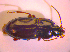  (Pterostichus unctulatus - BC ZSM COL 02392)  @14 [ ] CreativeCommons - Attribution Non-Commercial Share-Alike (2010) Zoologische Staatssammlung Muenchen SNSB, Zoologische Staatssammlung Muenchen