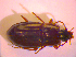 ( - BC ZSM COL 02393)  @11 [ ] CreativeCommons - Attribution Non-Commercial Share-Alike (2010) Zoologische Staatssammlung Muenchen SNSB, Zoologische Staatssammlung Muenchen