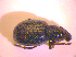  ( - BC ZSM COL 02421)  @12 [ ] CreativeCommons - Attribution Non-Commercial Share-Alike (2010) Zoologische Staatssammlung Muenchen SNSB, Zoologische Staatssammlung Muenchen