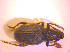  (Otiorhynchus chalceus - BC ZSM COL 02422)  @13 [ ] CreativeCommons - Attribution Non-Commercial Share-Alike (2010) Zoologische Staatssammlung Muenchen SNSB, Zoologische Staatssammlung Muenchen