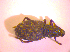  ( - BC ZSM COL 02423)  @12 [ ] CreativeCommons - Attribution Non-Commercial Share-Alike (2010) Zoologische Staatssammlung Muenchen SNSB, Zoologische Staatssammlung Muenchen