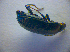 ( - BC ZSM COL 02763)  @13 [ ] CreativeCommons - Attribution Non-Commercial Share-Alike (2012) Zoologische Staatssammlung Muenchen SNSB, Zoologische Staatssammlung Muenchen