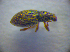  ( - BC ZSM COL 02764)  @12 [ ] CreativeCommons - Attribution Non-Commercial Share-Alike (2012) Zoologische Staatssammlung Muenchen SNSB, Zoologische Staatssammlung Muenchen
