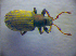  ( - BC ZSM COL 02767)  @13 [ ] CreativeCommons - Attribution Non-Commercial Share-Alike (2012) Zoologische Staatssammlung Muenchen SNSB, Zoologische Staatssammlung Muenchen