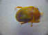 ( - BC ZSM COL 02782)  @12 [ ] CreativeCommons - Attribution Non-Commercial Share-Alike (2012) Zoologische Staatssammlung Muenchen SNSB, Zoologische Staatssammlung Muenchen