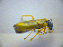  ( - BC ZSM COL 02788)  @12 [ ] CreativeCommons - Attribution Non-Commercial Share-Alike (2012) Zoologische Staatssammlung Muenchen SNSB, Zoologische Staatssammlung Muenchen