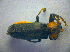  ( - BC ZSM COL 02790)  @12 [ ] CreativeCommons - Attribution Non-Commercial Share-Alike (2012) Zoologische Staatssammlung Muenchen SNSB, Zoologische Staatssammlung Muenchen