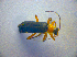  ( - BC ZSM COL 02792)  @12 [ ] CreativeCommons - Attribution Non-Commercial Share-Alike (2012) Zoologische Staatssammlung Muenchen SNSB, Zoologische Staatssammlung Muenchen
