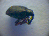  ( - BC ZSM COL 02801)  @12 [ ] CreativeCommons - Attribution Non-Commercial Share-Alike (2012) Zoologische Staatssammlung Muenchen SNSB, Zoologische Staatssammlung Muenchen