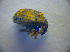  ( - BC ZSM COL 02802)  @12 [ ] CreativeCommons - Attribution Non-Commercial Share-Alike (2012) Zoologische Staatssammlung Muenchen SNSB, Zoologische Staatssammlung Muenchen