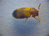  ( - BC ZSM COL 02833)  @12 [ ] CreativeCommons - Attribution Non-Commercial Share-Alike (2012) Zoologische Staatssammlung Muenchen SNSB, Zoologische Staatssammlung Muenchen