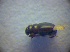 ( - BC ZSM COL 02834)  @12 [ ] CreativeCommons - Attribution Non-Commercial Share-Alike (2012) Zoologische Staatssammlung Muenchen SNSB, Zoologische Staatssammlung Muenchen