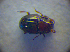  ( - BC ZSM COL 02835)  @12 [ ] CreativeCommons - Attribution Non-Commercial Share-Alike (2012) Zoologische Staatssammlung Muenchen SNSB, Zoologische Staatssammlung Muenchen