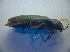  ( - BFB_Col_FK_2858)  @12 [ ] CreativeCommons - Attribution Non-Commercial Share-Alike (2012) Zoologische Staatssammlung Muenchen SNSB, Zoologische Staatssammlung Muenchen