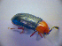  ( - BFB_Col_FK_2864)  @11 [ ] CreativeCommons - Attribution Non-Commercial Share-Alike (2012) Zoologische Staatssammlung Muenchen SNSB, Zoologische Staatssammlung Muenchen
