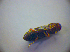  ( - BFB_Col_FK_2868)  @12 [ ] CreativeCommons - Attribution Non-Commercial Share-Alike (2012) Zoologische Staatssammlung Muenchen SNSB, Zoologische Staatssammlung Muenchen