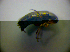  (Anaspis garneysi - BFB_Col_FK_2872)  @12 [ ] CreativeCommons - Attribution Non-Commercial Share-Alike (2012) Zoologische Staatssammlung Muenchen SNSB, Zoologische Staatssammlung Muenchen