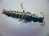  ( - BFB_Col_FK_2898)  @11 [ ] CreativeCommons - Attribution Non-Commercial Share-Alike (2012) Zoologische Staatssammlung Muenchen SNSB, Zoologische Staatssammlung Muenchen