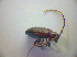  ( - BFB_Col_FK_2909)  @12 [ ] CreativeCommons - Attribution Non-Commercial Share-Alike (2012) Zoologische Staatssammlung Muenchen SNSB, Zoologische Staatssammlung Muenchen