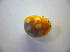  ( - BFB_Col_FK_2914)  @12 [ ] CreativeCommons - Attribution Non-Commercial Share-Alike (2012) Zoologische Staatssammlung Muenchen SNSB, Zoologische Staatssammlung Muenchen