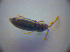  ( - BFB_Col_FK_2922)  @12 [ ] CreativeCommons - Attribution Non-Commercial Share-Alike (2012) Zoologische Staatssammlung Muenchen SNSB, Zoologische Staatssammlung Muenchen