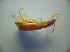  ( - BC ZSM COL 02946)  @12 [ ] CreativeCommons - Attribution Non-Commercial Share-Alike (2010) Zoologische Staatssammlung Muenchen SNSB, Zoologische Staatssammlung Muenchen