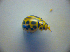  ( - BC ZSM COL 02947)  @12 [ ] CreativeCommons - Attribution Non-Commercial Share-Alike (2011) Zoologische Staatssammlung Muenchen SNSB, Zoologische Staatssammlung Muenchen