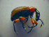  ( - BC ZSM COL 02971)  @11 [ ] CreativeCommons - Attribution Non-Commercial Share-Alike (2012) Zoologische Staatssammlung Muenchen SNSB, Zoologische Staatssammlung Muenchen