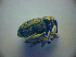  ( - BC ZSM COL 03008)  @12 [ ] CreativeCommons - Attribution Non-Commercial Share-Alike (2012) Zoologische Staatssammlung Muenchen SNSB, Zoologische Staatssammlung Muenchen