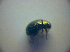  ( - BC ZSM COL 03020)  @12 [ ] CreativeCommons - Attribution Non-Commercial Share-Alike (2012) Zoologische Staatssammlung Muenchen SNSB, Zoologische Staatssammlung Muenchen