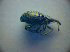  (Catapion pubescens - BC ZSM COL 03021)  @12 [ ] CreativeCommons - Attribution Non-Commercial Share-Alike (2012) Zoologische Staatssammlung Muenchen SNSB, Zoologische Staatssammlung Muenchen