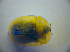  ( - BC ZSM COL 03028)  @12 [ ] CreativeCommons - Attribution Non-Commercial Share-Alike (2012) Zoologische Staatssammlung Muenchen SNSB, Zoologische Staatssammlung Muenchen