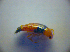  ( - BC ZSM COL 03029)  @12 [ ] CreativeCommons - Attribution Non-Commercial Share-Alike (2012) Zoologische Staatssammlung Muenchen SNSB, Zoologische Staatssammlung Muenchen