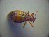  ( - BC ZSM COL 03030)  @11 [ ] CreativeCommons - Attribution Non-Commercial Share-Alike (2012) Zoologische Staatssammlung Muenchen SNSB, Zoologische Staatssammlung Muenchen
