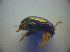  ( - BC ZSM COL 03032)  @12 [ ] CreativeCommons - Attribution Non-Commercial Share-Alike (2012) Zoologische Staatssammlung Muenchen SNSB, Zoologische Staatssammlung Muenchen
