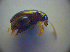  ( - BC ZSM COL 03033)  @12 [ ] CreativeCommons - Attribution Non-Commercial Share-Alike (2012) Zoologische Staatssammlung Muenchen SNSB, Zoologische Staatssammlung Muenchen