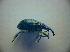  ( - BC ZSM COL 03037)  @13 [ ] CreativeCommons - Attribution Non-Commercial Share-Alike (2012) Zoologische Staatssammlung Muenchen SNSB, Zoologische Staatssammlung Muenchen