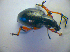  ( - BC ZSM COL 03054)  @12 [ ] CreativeCommons - Attribution Non-Commercial Share-Alike (2012) Zoologische Staatssammlung Muenchen SNSB, Zoologische Staatssammlung Muenchen