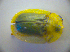 ( - BC ZSM COL 03058)  @12 [ ] CreativeCommons - Attribution Non-Commercial Share-Alike (2012) Zoologische Staatssammlung Muenchen SNSB, Zoologische Staatssammlung Muenchen