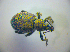  ( - BC ZSM COL 03066)  @12 [ ] CreativeCommons - Attribution Non-Commercial Share-Alike (2012) Zoologische Staatssammlung Muenchen SNSB, Zoologische Staatssammlung Muenchen