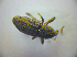  (Mitoplinthus - BC ZSM COL 03068)  @13 [ ] CreativeCommons - Attribution Non-Commercial Share-Alike (2012) Zoologische Staatssammlung Muenchen SNSB, Zoologische Staatssammlung Muenchen
