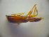  ( - BC ZSM COL 03072)  @12 [ ] CreativeCommons - Attribution Non-Commercial Share-Alike (2012) Zoologische Staatssammlung Muenchen SNSB, Zoologische Staatssammlung Muenchen
