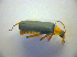  ( - BC ZSM COL 03095)  @11 [ ] CreativeCommons - Attribution Non-Commercial Share-Alike (2012) Zoologische Staatssammlung Muenchen SNSB, Zoologische Staatssammlung Muenchen