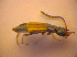  ( - BC ZSM COL 02424)  @12 [ ] CreativeCommons - Attribution Non-Commercial Share-Alike (2010) Zoologische Staatssammlung Muenchen SNSB, Zoologische Staatssammlung Muenchen