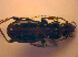  ( - BC ZSM COL 02427)  @12 [ ] CreativeCommons - Attribution Non-Commercial Share-Alike (2010) Zoologische Staatssammlung Muenchen SNSB, Zoologische Staatssammlung Muenchen