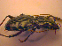  ( - BC ZSM COL 02428)  @13 [ ] CreativeCommons - Attribution Non-Commercial Share-Alike (2010) Zoologische Staatssammlung Muenchen SNSB, Zoologische Staatssammlung Muenchen
