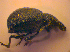  ( - BC ZSM COL 02430)  @12 [ ] CreativeCommons - Attribution Non-Commercial Share-Alike (2010) Zoologische Staatssammlung Muenchen SNSB, Zoologische Staatssammlung Muenchen