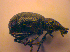  ( - BC ZSM COL 02431)  @12 [ ] CreativeCommons - Attribution Non-Commercial Share-Alike (2010) Zoologische Staatssammlung Muenchen SNSB, Zoologische Staatssammlung Muenchen